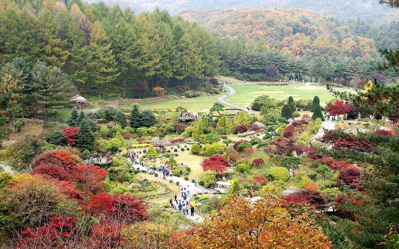 Vườn hoa Morning Calm không thể thiếu khi du lịch Hàn Quốc tự túc