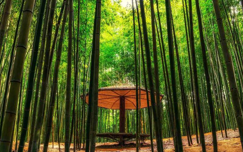 Vườn trúc Juknokwon rớp bóng mát